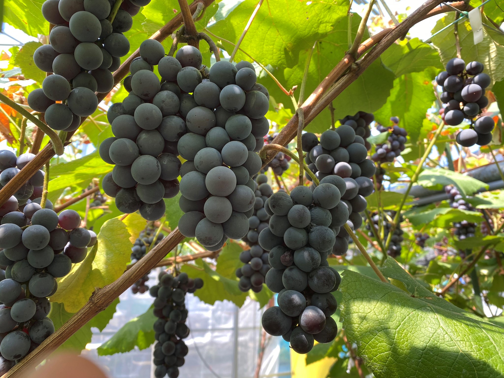 長野県のワイナリーで修行した葡萄づくり