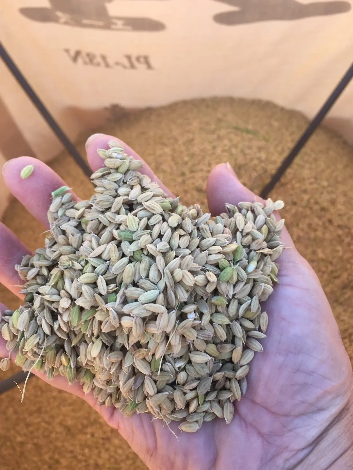 原料米の籾